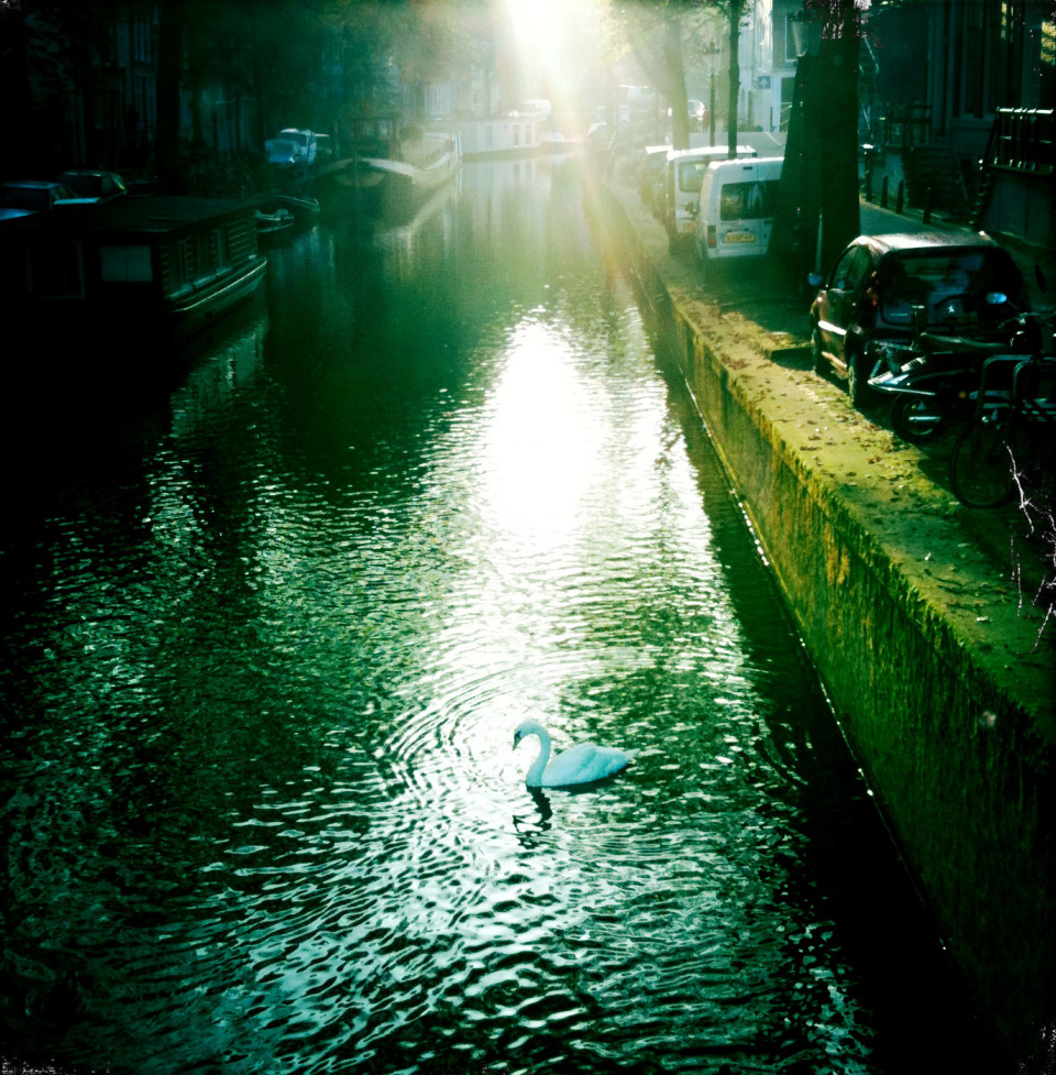 september light swan amsterdam canal 