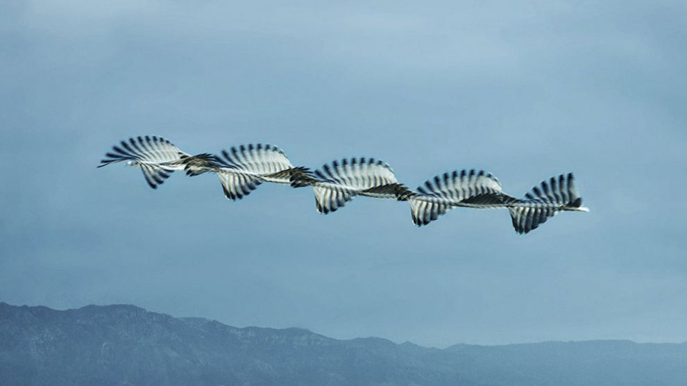 xavi-bou-birds-shapes-ornithografies
