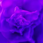 Cnn-Purple-Colorscope-Buck